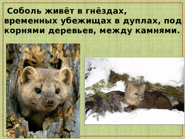 Соболь живёт в гнёздах, временных убежищах в дуплах, под корнями деревьев, между камнями. 