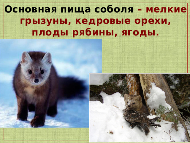 Основная пища соболя – мелкие грызуны, кедровые орехи, плоды рябины, ягоды.  1 