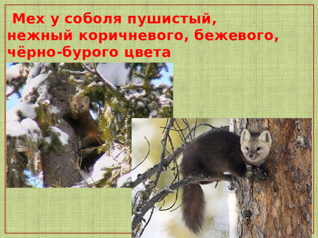  Мех у соболя пушистый, нежный коричневого, бежевого, чёрно-бурого цвета 