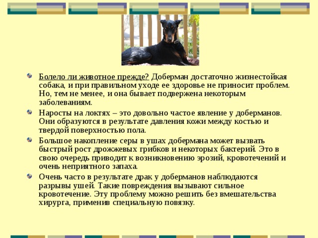 Болело ли животное прежде? Доберман достаточно жизнестойкая собака, и при правильном уходе ее здоровье не приносит проблем. Но, тем не менее, и она бывает подвержена некоторым заболеваниям. Наросты на локтях – это довольно частое явление у доберманов. Они образуются в результате давления кожи между костью и твердой поверхностью пола. Большое накопление серы в ушах добермана может вызвать быстрый рост дрожжевых грибков и некоторых бактерий. Это в свою очередь приводит к возникновению эрозий, кровотечений и очень неприятного запаха. Очень часто в результате драк у доберманов наблюдаются разрывы ушей. Такие повреждения вызывают сильное кровотечение. Эту проблему можно решить без вмешательства хирурга, применив специальную повязку. 