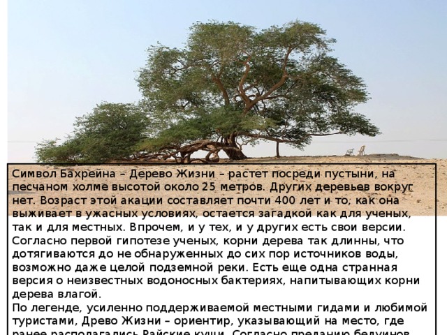 Символ Бахрейна – Дерево Жизни – растет посреди пустыни, на песчаном холме высотой около 25 метров. Других деревьев вокруг нет. Возраст этой акации составляет почти 400 лет и то, как она выживает в ужасных условиях, остается загадкой как для ученых, так и для местных. Впрочем, и у тех, и у других есть свои версии. Согласно первой гипотезе ученых, корни дерева так длинны, что дотягиваются до не обнаруженных до сих пор источников воды, возможно даже целой подземной реки. Есть еще одна странная версия о неизвестных водоносных бактериях, напитывающих корни дерева влагой. По легенде, усиленно поддерживаемой местными гидами и любимой туристами, Древо Жизни – ориентир, указывающий на место, где ранее располагались Райские кущи. Согласно преданию бедуинов, дерево защищает от гибели бог Энки, покровитель жизни, мудрости и воды. 