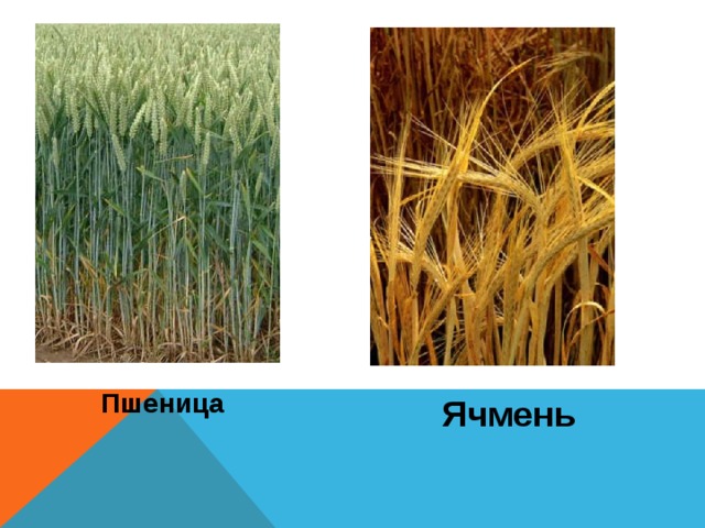 Пшеница Ячмень 