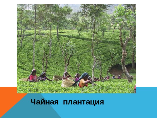 Чайная плантация  