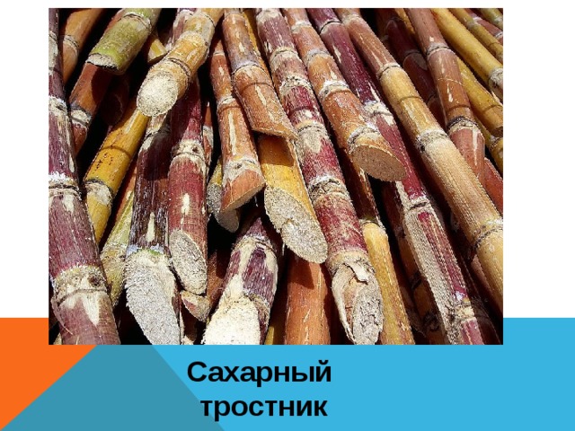 Сахарный тростник 