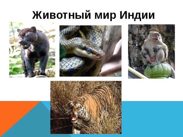 Животный мир Индии 
