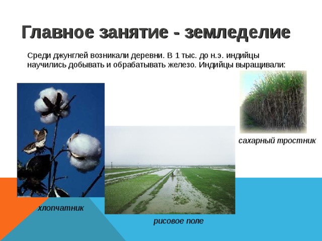 Главное занятие - земледелие Среди джунглей возникали деревни. В 1 тыс. до н.э. индийцы научились добывать и обрабатывать железо. Индийцы выращивали: сахарный тростник хлопчатник рисовое поле 