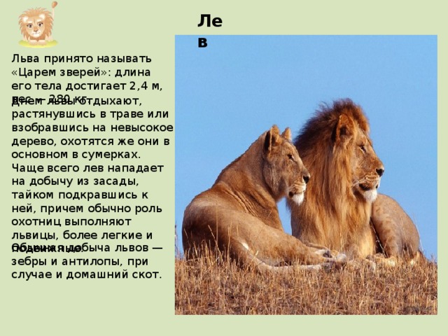 Лев Льва принято называть «Царем зверей»: длина его тела достигает 2,4 м, вес — 280 кг. Днем львы отдыхают, растянувшись в траве или взобравшись на невысокое дерево, охотятся же они в основном в сумерках. Чаще всего лев нападает на добычу из засады, тайком подкравшись к ней, причем обычно роль охотниц выполняют львицы, более легкие и подвижные. Обычная добыча львов — зебры и антилопы, при случае и домашний скот. 