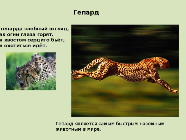 Гепард У гепарда злобный взгляд, Как огни глаза горят. Он хвостом сердито бьёт, Он охотиться идёт. Гепард является самым быстрым наземным животным в мире. 