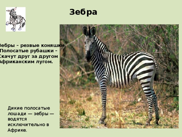 Зебра Зебры – резвые коняшки,  Полосатые рубашки – Скачут друг за другом Африканским лугом. Дикие полосатые лошади — зебры — водятся исключительно в Африке. 