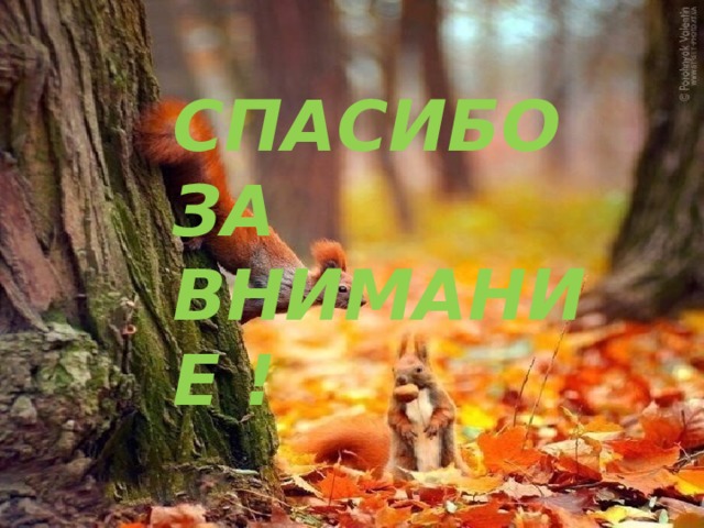 СПАСИБО ЗА ВНИМАНИЕ ! 