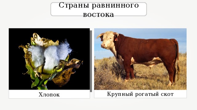 Страны равнинного востока Крупный рогатый скот Хлопок 