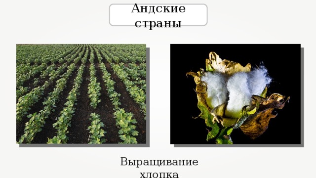 Андские страны Выращивание хлопка 
