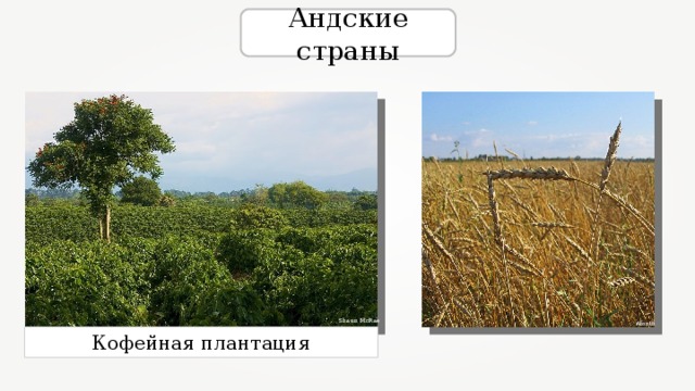 Андские страны Shaun McRae Afonin Кофейная плантация 