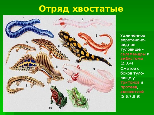 Отряд хвостатые Удлинённое веретеноно-видное туловище – саламандры и амбистомы (2,3,4) Сжатое с боков туло-вище у тритонов и протеев , аксолотлей (5,6,7,8,9) 