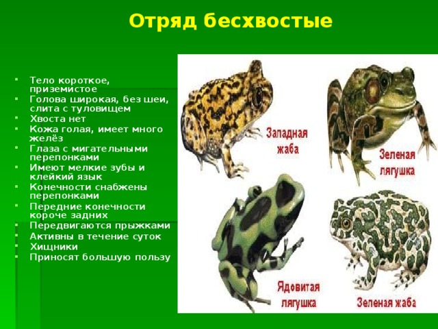 Отряд бесхвостые Тело короткое, приземистое Голова широкая, без шеи, слита с туловищем Хвоста нет Кожа голая, имеет много желёз Глаза с мигательными перепонками Имеют мелкие зубы и клейкий язык Конечности снабжены перепонками Передние конечности короче задних Передвигаются прыжками Активны в течение суток Хищники Приносят большую пользу 
