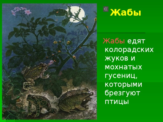 Жабы   Жабы едят колорадских жуков и мохнатых гусениц, которыми брезгуют птицы 