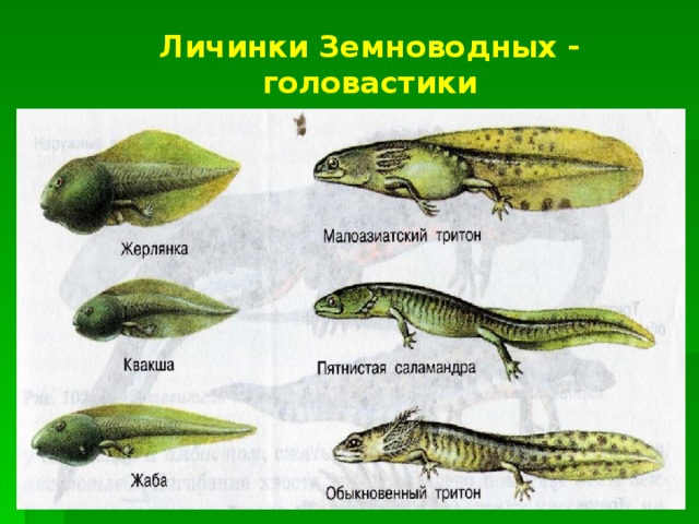Личинки Земноводных - головастики 