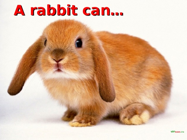  A rabbit can… 