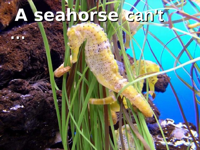  A seahorse c an't … 