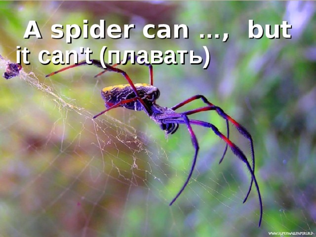  A spider can … , but  it  can't (плавать)  