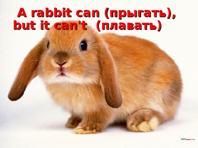  A rabbit can (прыгать) , but it can't (плавать) 