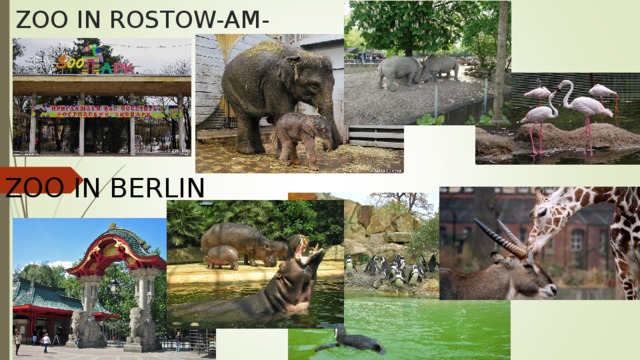 ZOO IN ROSTOW-AM-DON ZOO IN BERLIN 