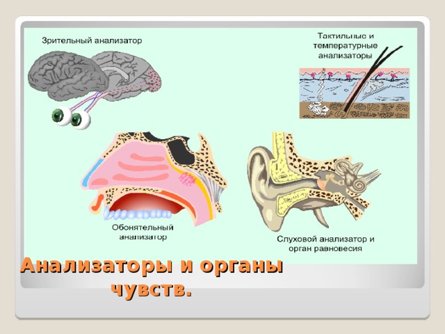 Анализаторы и органы чувств. 