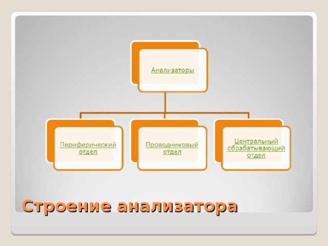 Строение анализатора 