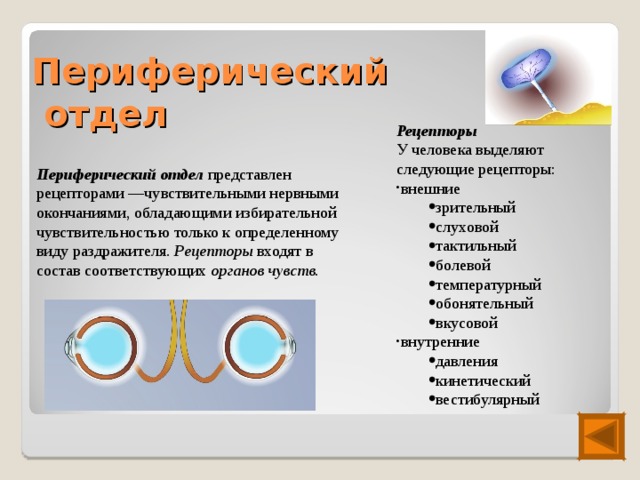 Периферический  отдел Рецепторы У человека выделяют следующие рецепторы: внешние зрительный слуховой тактильный болевой температурный обонятельный вкусовой зрительный слуховой тактильный болевой температурный обонятельный вкусовой внутренние давления кинетический вестибулярный давления кинетический вестибулярный Периферический отдел  представлен рецепторами —чувствительными нервными окончаниями, обладающими избирательной чувствительностью только к определенному виду раздражителя. Рецепторы входят в состав соответствующих органов чувств.  