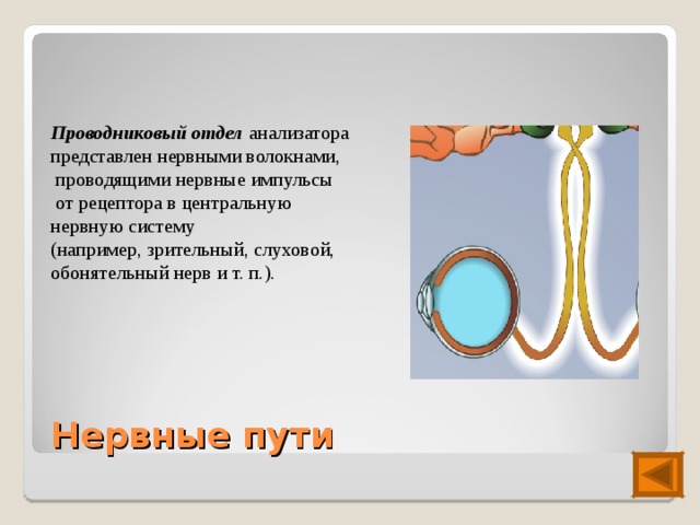 Проводниковый отдел  анализатора представлен нервными волокнами,  проводящими нервные импульсы  от рецептора в центральную нервную систему (например, зрительный, слуховой, обонятельный нерв и т. п.). Нервные пути 