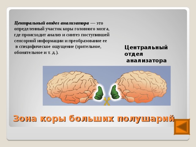 Центральный отдел анализатора — это определенный участок коры головного мозга, где происходит анализ и синтез поступившей сенсорной информации и преобразование ее  в специфическое ощущение (зрительное, обонятельное и т. д.). Центральный отдел  анализатора Зона коры больших полушарий 