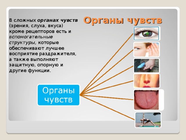 Органы чувств В сложных органах чувств (зрения, слуха, вкуса) кроме рецепторов есть и вспомогательные структуры, которые обеспечивают лучшее восприятие раздражителя, а также выполняют защитную, опорную и другие функции. 