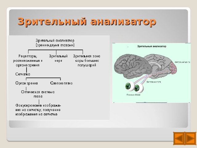 Зрительный анализатор 