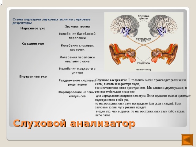 Схема передачи звуковых волн на слуховые рецепторы  Наружное ухо Звуковая волна Среднее ухо Колебания барабанной перепонки Колебания слуховых косточек Внутреннее ухо Колебания перепонки овального окна Колебания жидкости в улитке Раздражение слуховых рецепторов Формирование нервных импульсов Слуховое восприятие . В головном мозге происходит различение силы, высоты и характера звука, его местоположения в пространстве. Мы слышим двумя ушами, и это имеет большое значение  для определения направления звука. Если звуковые волны приходят одновременно в оба уха, то мы воспринимаем звук посередине (спереди и сзади). Если звуковые волны чуть раньше придут  в одно ухо, чем в другое, то мы воспринимаем звук либо справа, либо слева. Слуховой анализатор 