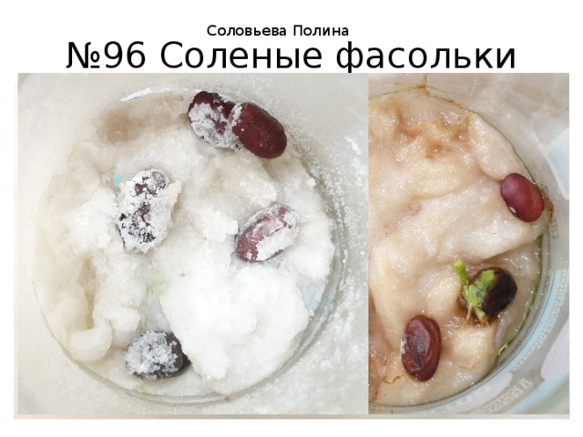 № 96 Соленые фасольки Соловьева Полина 