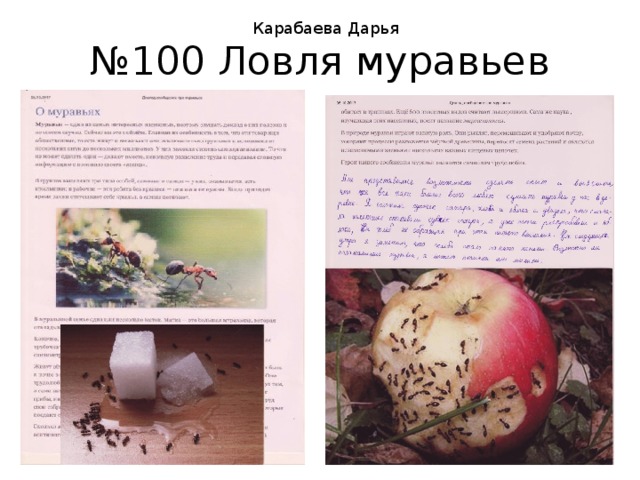 Карабаева Дарья № 100 Ловля муравьев 