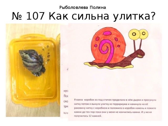 Рыболовлева Полина № 107 Как сильна улитка? 