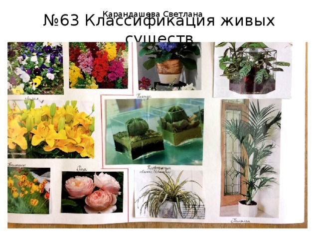 Карандашева Светлана № 63 Классификация живых существ 