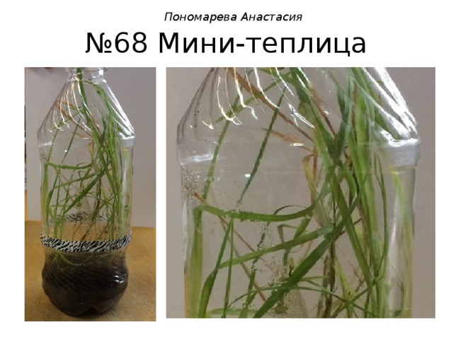 Пономарева Анастасия № 68 Мини-теплица 