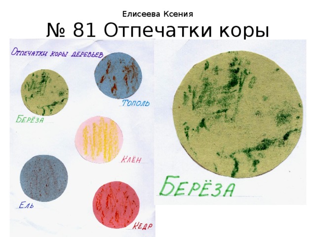 Елисеева Ксения № 81 Отпечатки коры 
