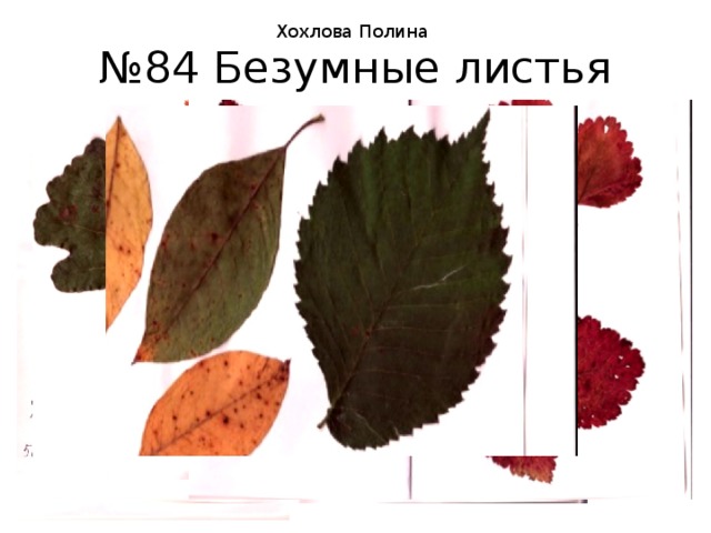 Хохлова Полина № 84 Безумные листья 