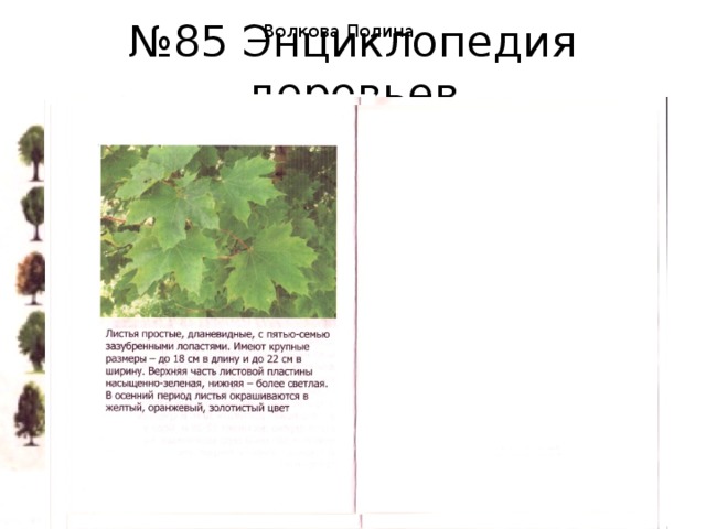 Волкова Полина № 85 Энциклопедия деревьев 