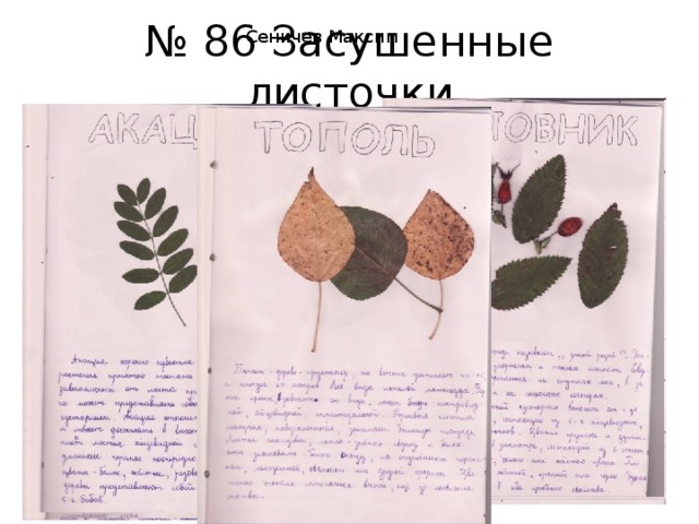 № 86 Засушенные листочки Сеничев Максим 