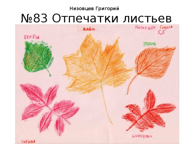 Низовцев Григорий № 83 Отпечатки листьев 