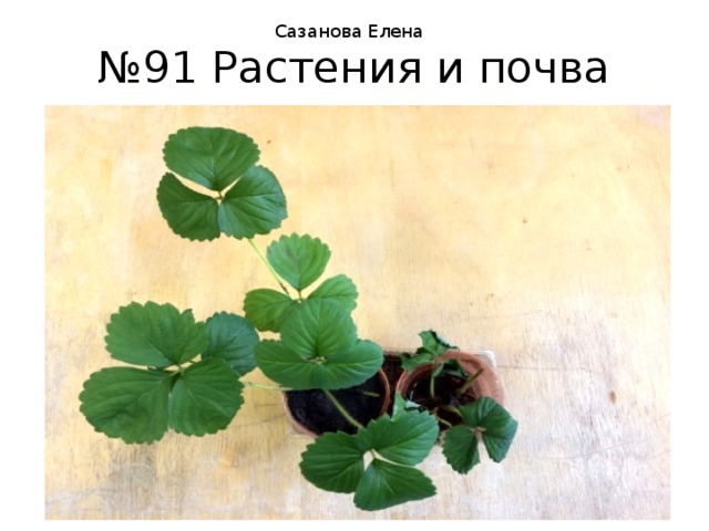 Сазанова Елена № 91 Растения и почва 