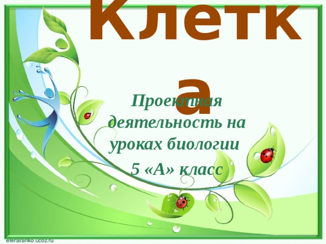 Клетка Проектная деятельность на уроках биологии 5 «А» класс  