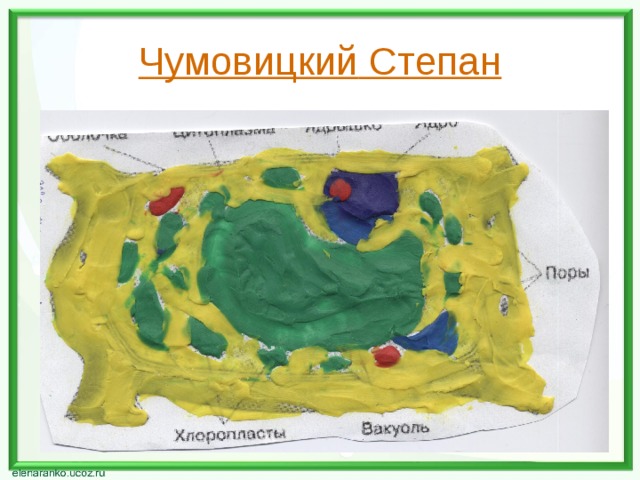Чумовицкий Степан 