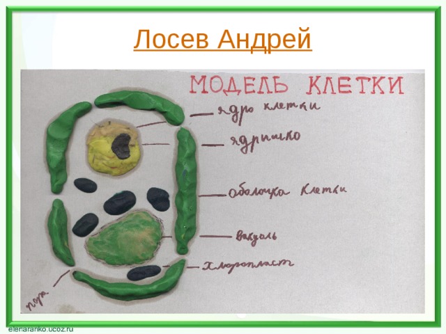 Лосев Андрей 