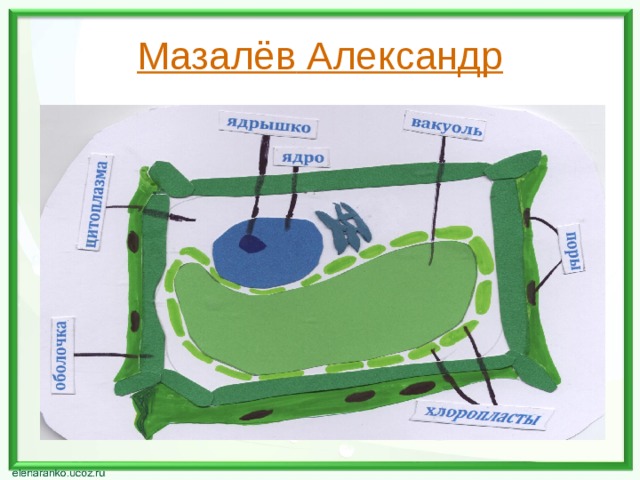 Мазалёв Александр 