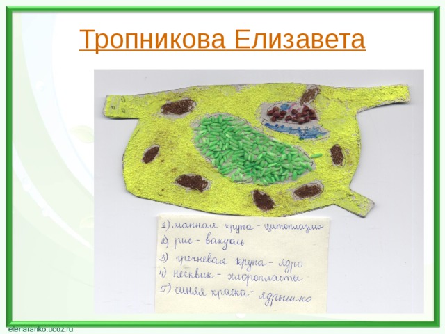   Тропникова Елизавета 